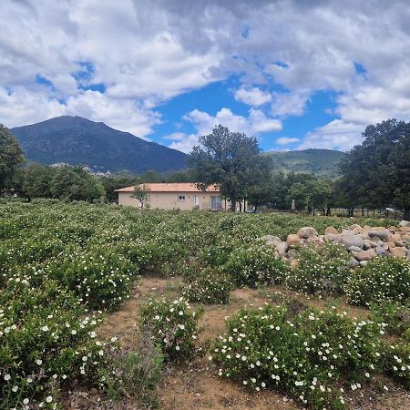 Domaine U Filanciu - Casa Ghjulia - Centru Di Corsica Villa Moltifao Exteriör bild